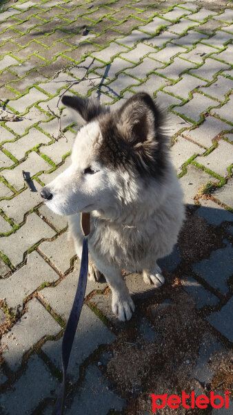 Sibirya Kurdu (Husky), Köpek  Çakır fotoğrafı