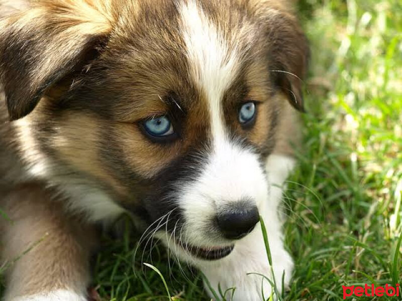 Sibirya Kurdu (Husky), Köpek  Çakır fotoğrafı