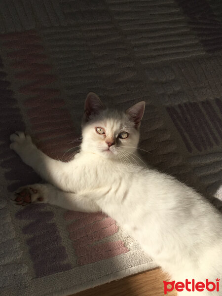 British Shorthair, Kedi  Şeker fotoğrafı