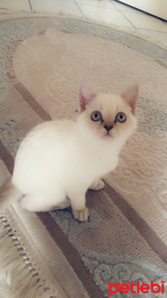 British Shorthair, Kedi  Şeker fotoğrafı