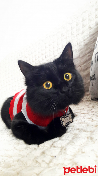 Tekir Kedi, Kedi  Gece fotoğrafı