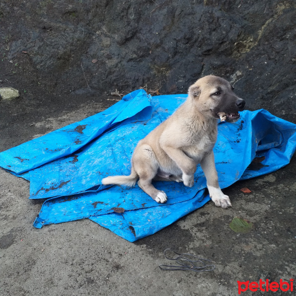 Kangal, Köpek  Keleş fotoğrafı