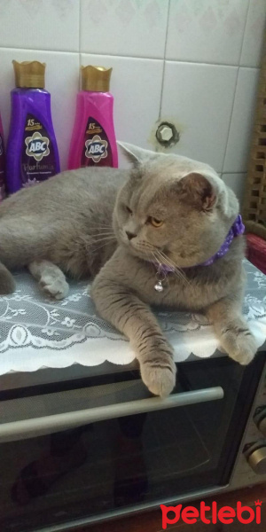 British Shorthair, Kedi  Tarçın fotoğrafı