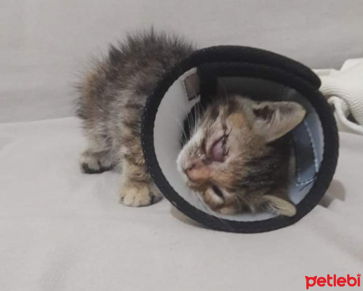 Tekir Kedi, Kedi  Şeftali fotoğrafı