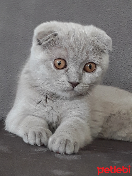 Scottish Fold, Kedi  Miya fotoğrafı