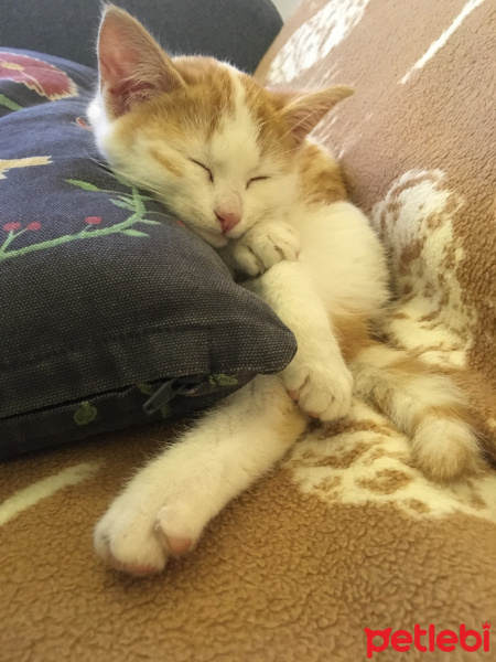 Sarman, Kedi  Behlül fotoğrafı