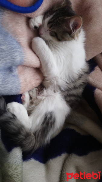 Tekir Kedi, Kedi  Pufı fotoğrafı