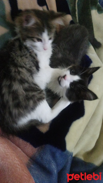 Tekir Kedi, Kedi  Pufı fotoğrafı