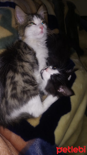 Tekir Kedi, Kedi  Pufı fotoğrafı