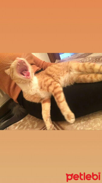 Tekir Kedi, Kedi  Alican fotoğrafı