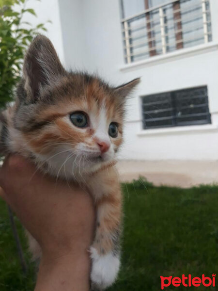 Tekir Kedi, Kedi  Alican fotoğrafı