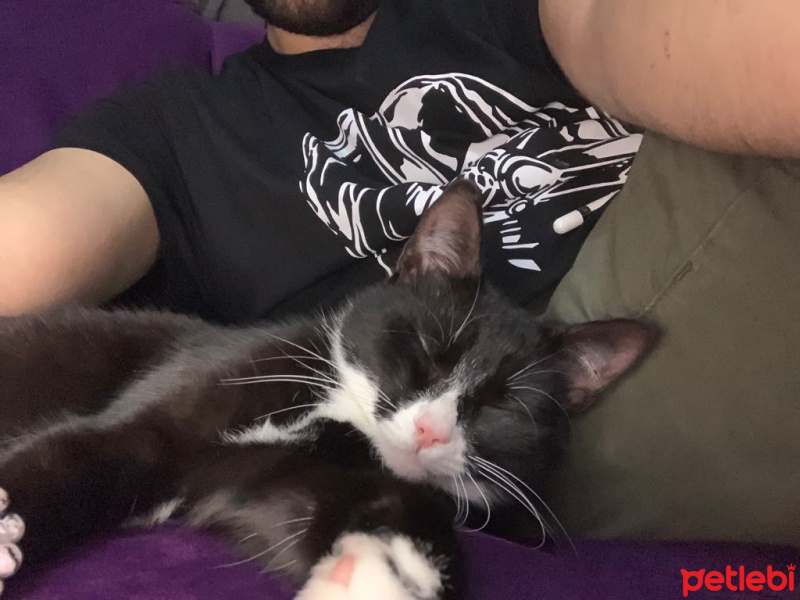 Tuxedo (Smokin) Kedi, Kedi  Minnoş fotoğrafı