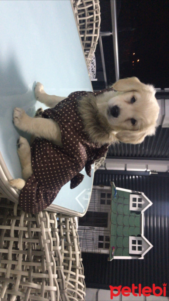 Golden Retriever, Köpek  Misha fotoğrafı