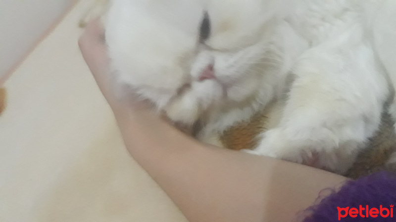 İran Kedisi (Persian), Kedi  Balım fotoğrafı