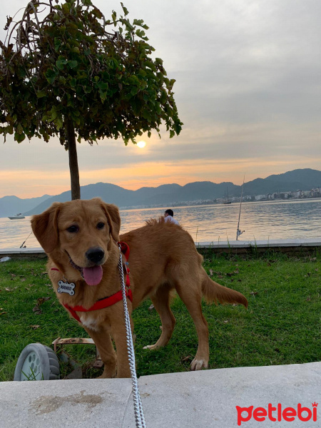 Golden Retriever, Köpek  Mango fotoğrafı