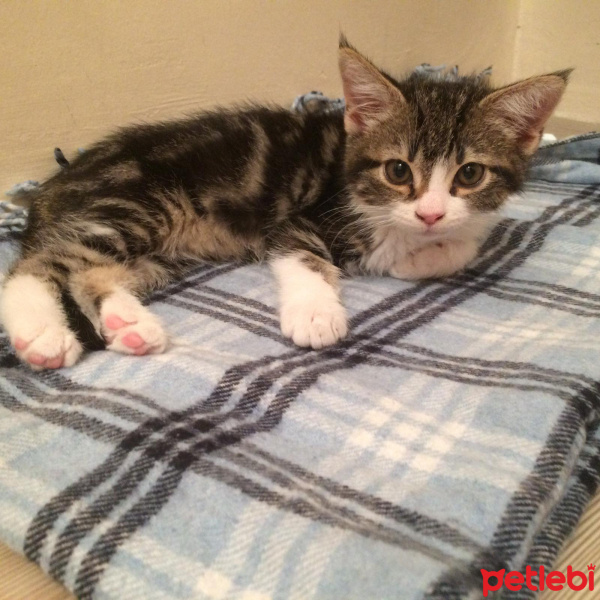 Tekir Kedi, Kedi  Reçel fotoğrafı