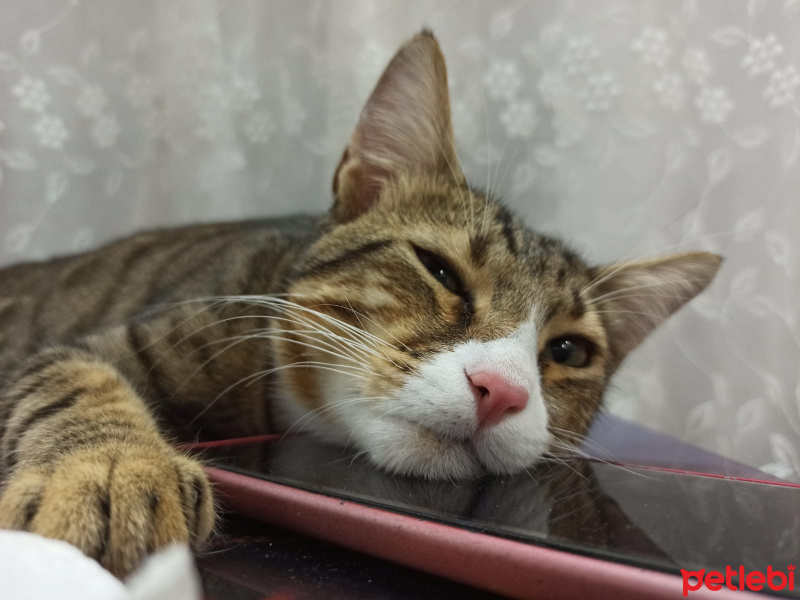 Tekir Kedi, Kedi  Tarçın fotoğrafı