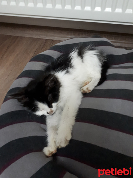 Tekir Kedi, Kedi  Pıtır fotoğrafı