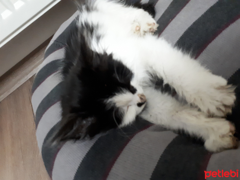 Tekir Kedi, Kedi  Pıtır fotoğrafı