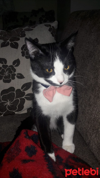 Tekir Kedi, Kedi  Smokin fotoğrafı