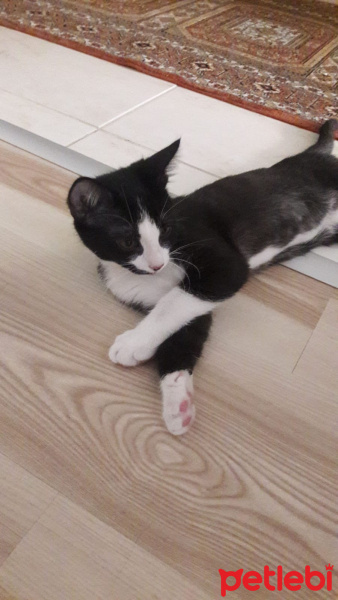 Tekir Kedi, Kedi  Smokin fotoğrafı