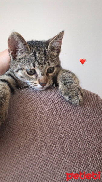 Tekir Kedi, Kedi  Medet fotoğrafı