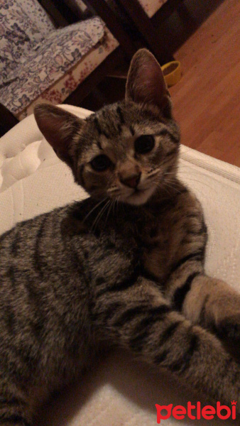 Tekir Kedi, Kedi  Medet fotoğrafı