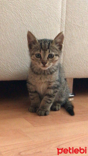 Tekir Kedi, Kedi  Medet fotoğrafı