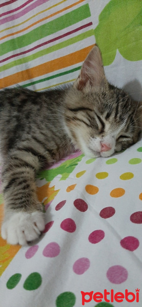 Tekir Kedi, Kedi  Luna fotoğrafı