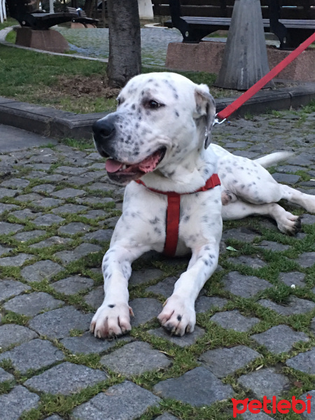 Dogo Arjantin, Köpek  Rakı fotoğrafı