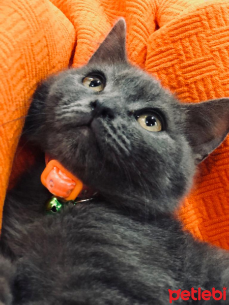 British Shorthair, Kedi  Duman fotoğrafı