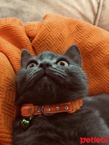 British Shorthair, Kedi  Duman fotoğrafı