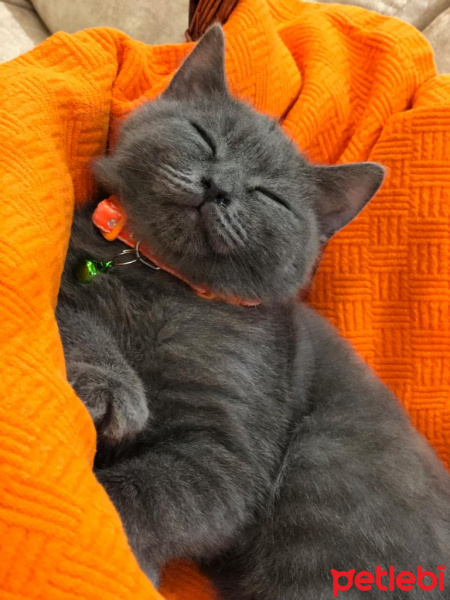 British Shorthair, Kedi  Duman fotoğrafı