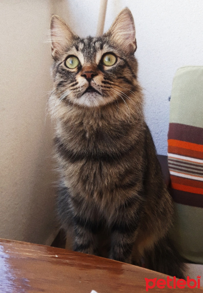 Tekir Kedi, Kedi  Dobby fotoğrafı