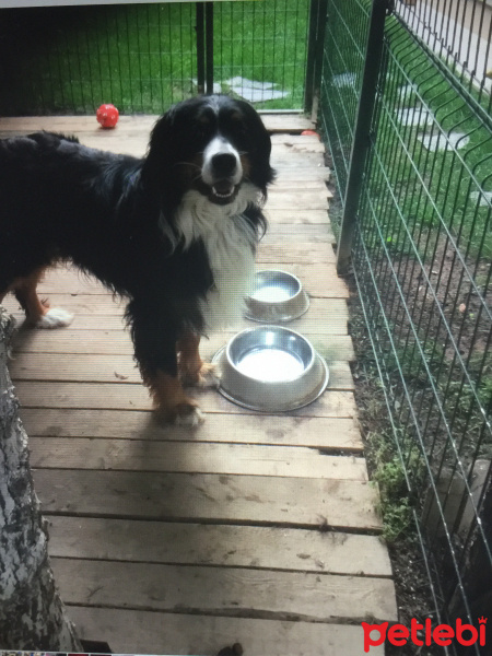 Bernese Dağ Köpeği, Köpek  Peter fotoğrafı