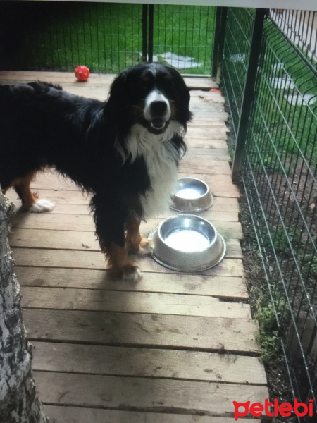 Bernese Dağ Köpeği, Köpek  Peter fotoğrafı