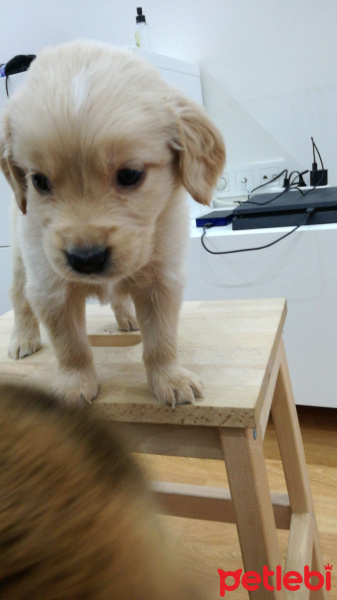 Golden Retriever, Köpek  Pati fotoğrafı