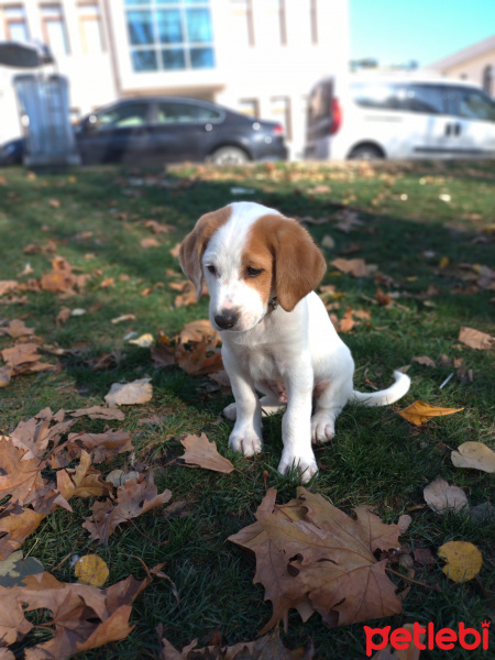 Pointer, Köpek  Paşa fotoğrafı