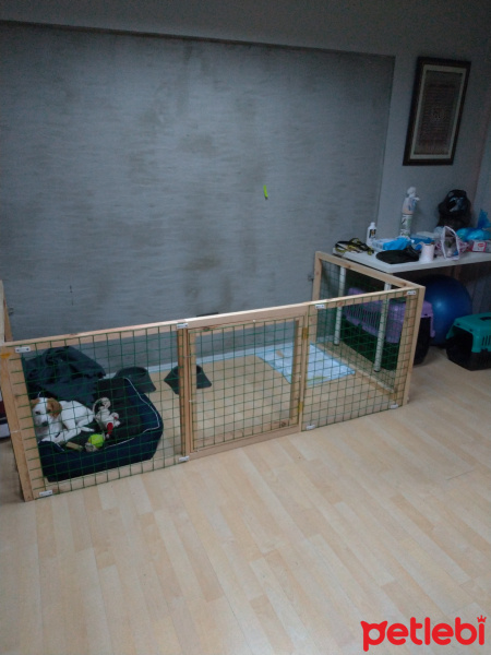 Pointer, Köpek  Paşa fotoğrafı