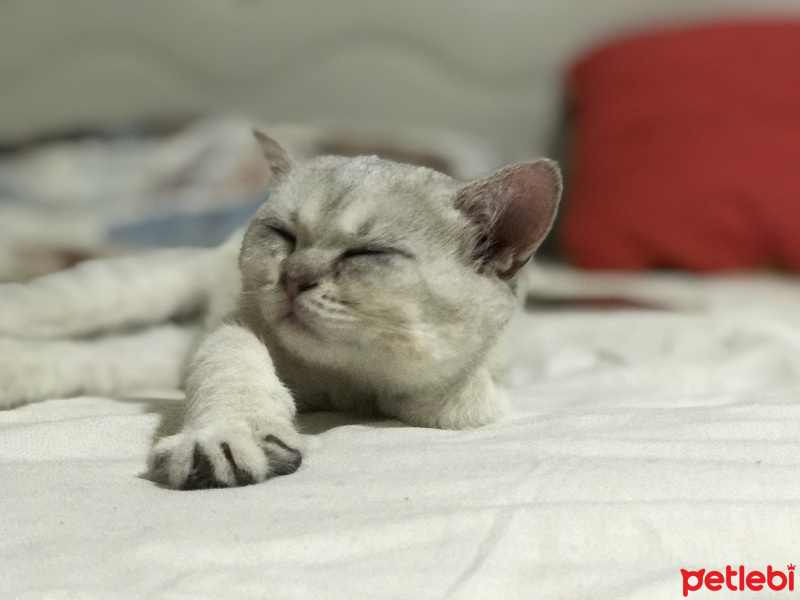 British Shorthair, Kedi  Mösyö fotoğrafı
