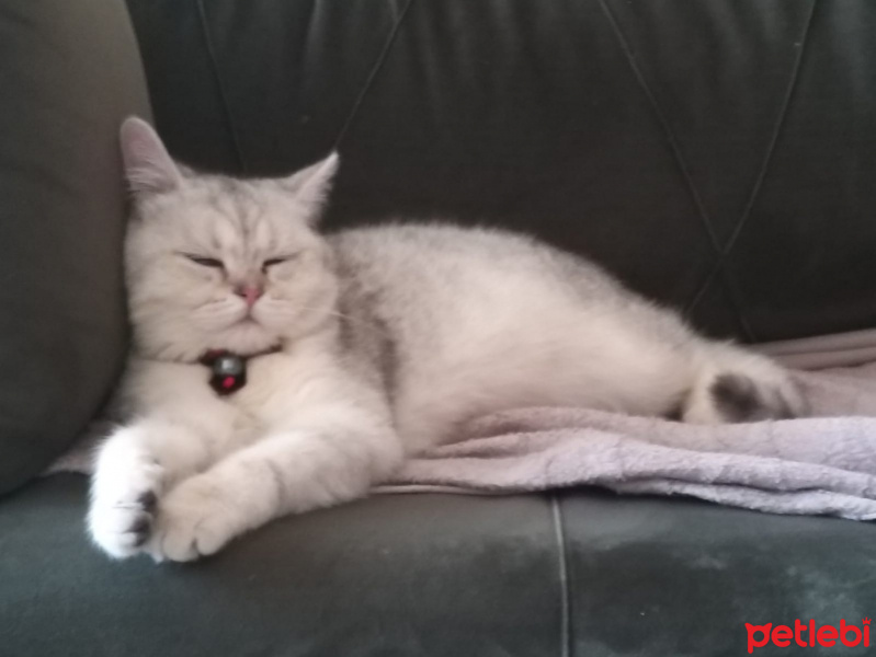 British Shorthair, Kedi  Mösyö fotoğrafı