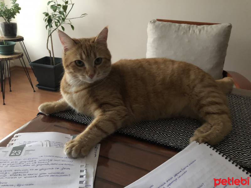 Tekir Kedi, Kedi  Kamil fotoğrafı
