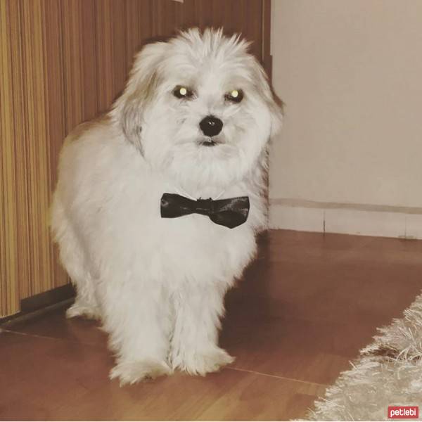 Tibet Terrieri, Köpek  Amor fotoğrafı