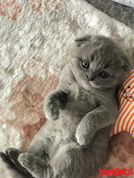 Scottish Fold, Kedi  Bella fotoğrafı