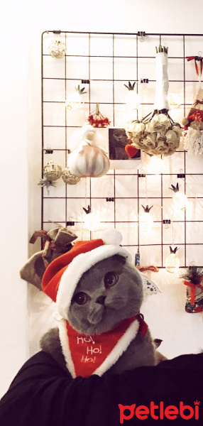 Scottish Fold, Kedi  Bella fotoğrafı