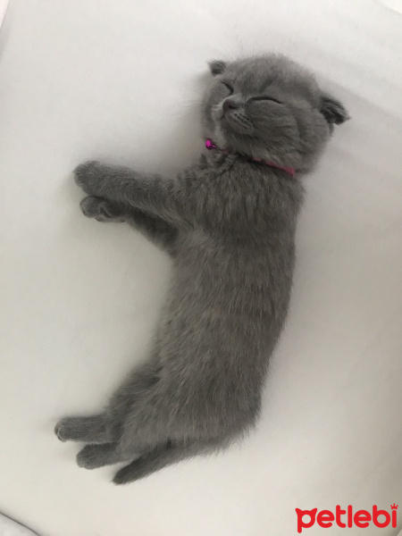 Scottish Fold, Kedi  Bella fotoğrafı