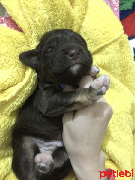 Sokö (Sokak Köpeği), Köpek  Fındık fotoğrafı