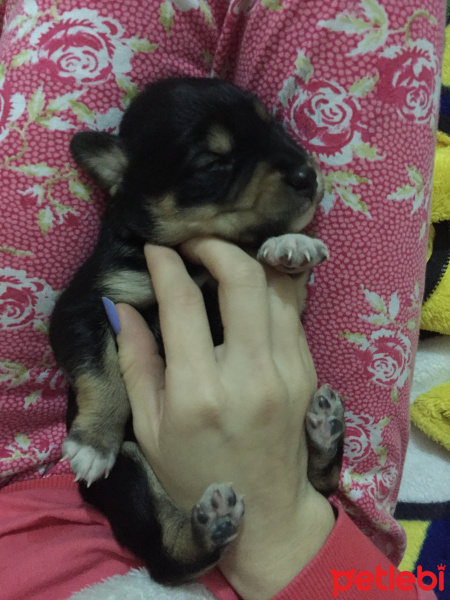 Sokö (Sokak Köpeği), Köpek  Pikan fotoğrafı