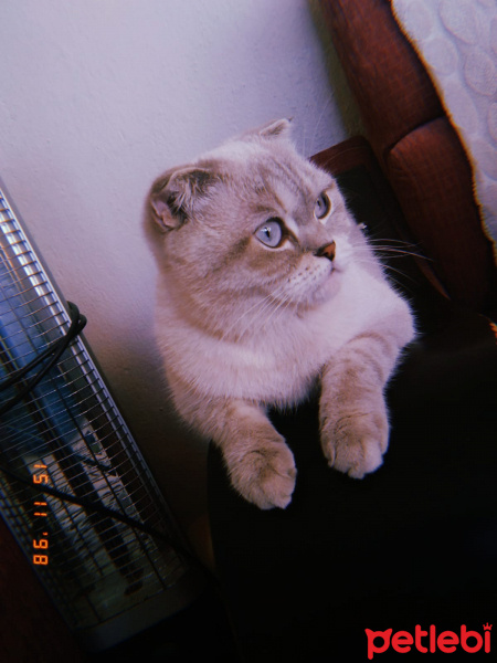 Scottish Fold, Kedi  İsimsiz fotoğrafı