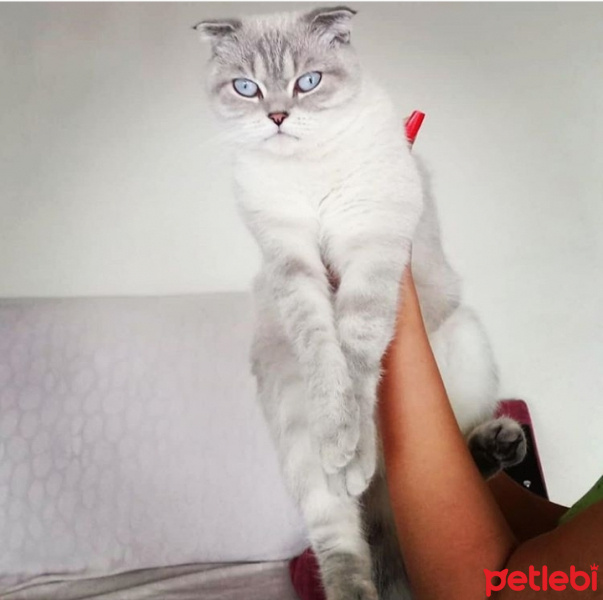 Scottish Fold, Kedi  İsimsiz fotoğrafı